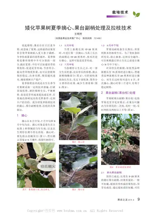 矮化苹果树夏季摘心、果台副梢处理及拉枝技术