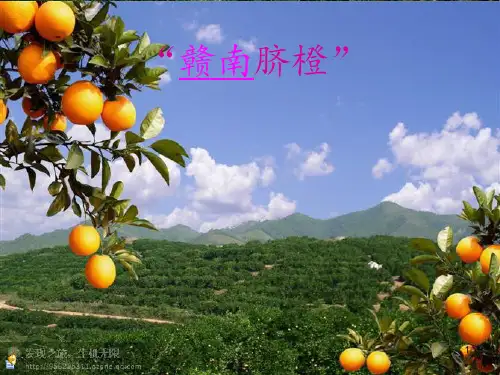 PPT---赣南脐橙ppt课件