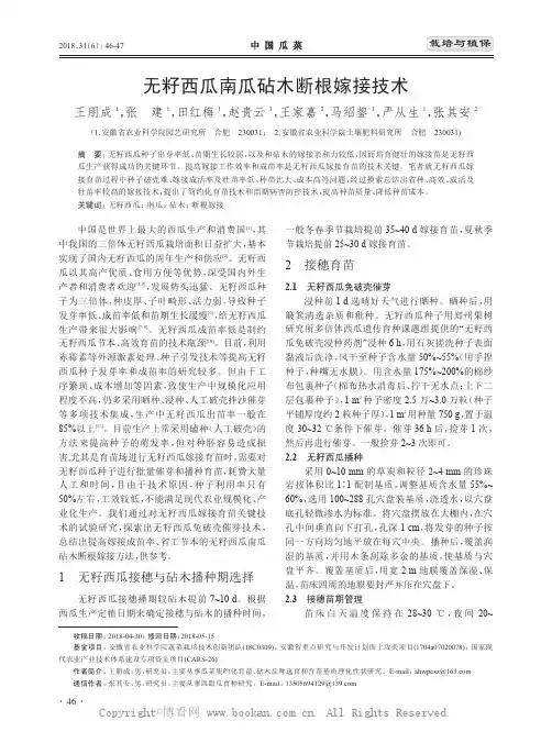 无籽西瓜南瓜砧木断根嫁接技术