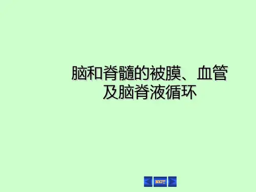 脑和脊髓的被膜、血管_以及脑脊液循环