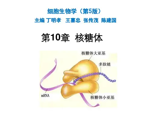 细胞生物学(第五版)-第10章-核糖体精选全文完整版