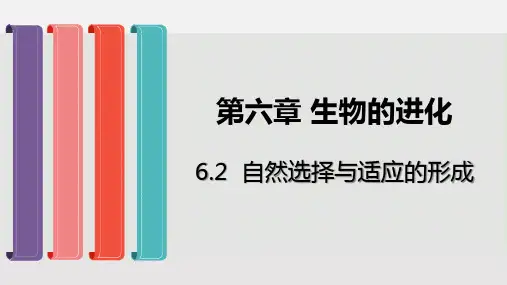 (新教材)高中生物《自然选择与适应的形成》PPT教学课件人教版1