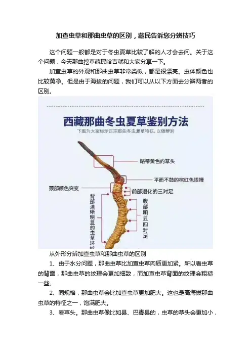 加查虫草和那曲虫草的区别，藏民告诉您分辨技巧