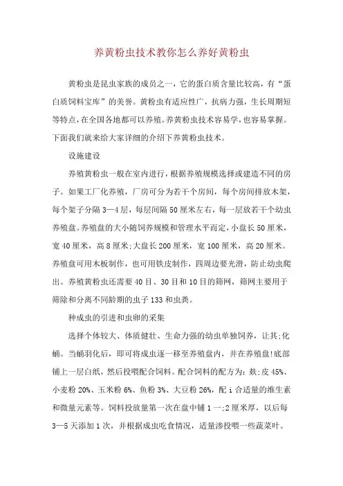 养黄粉虫技术 教你怎么养好黄粉虫