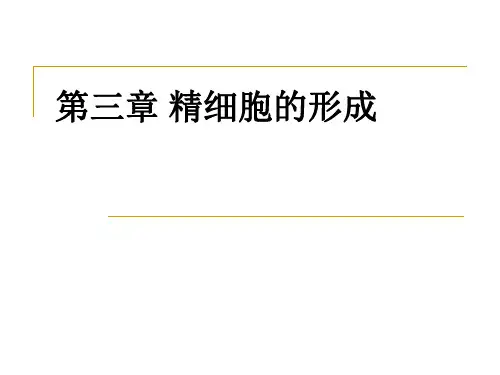 3第三章 1精细胞的形成