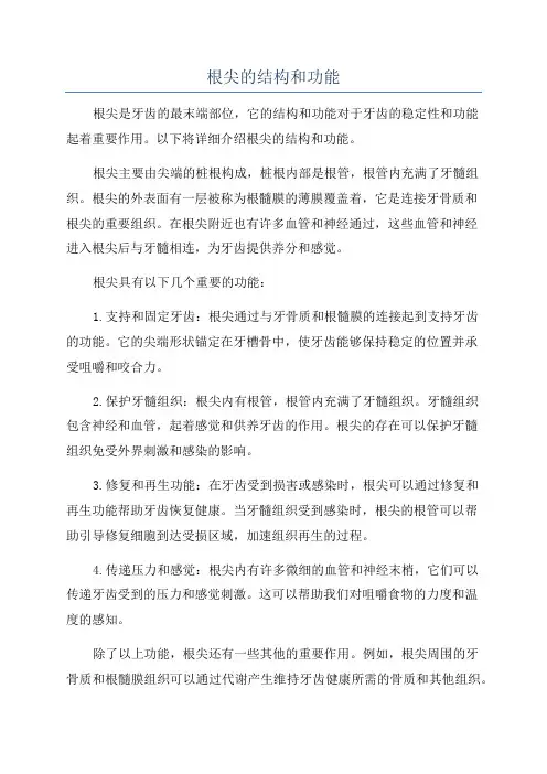 根尖的结构和功能