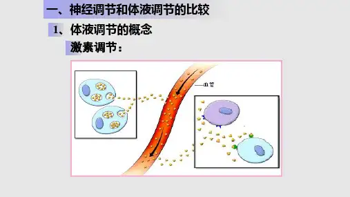 高二生物必修神经系统和体液调节的关系.pptx