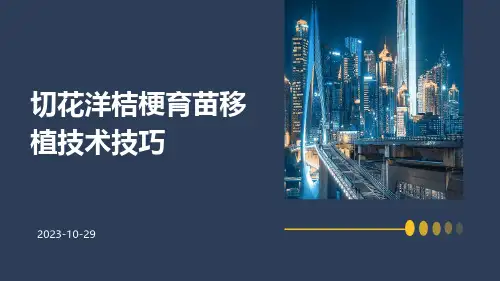 切花洋桔梗育苗移植技术技巧