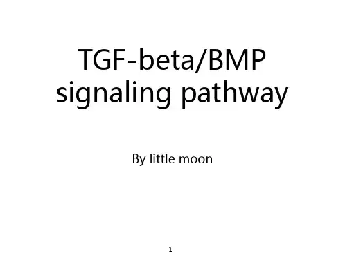 TGF-beta与BMP信号通路的相关介绍
