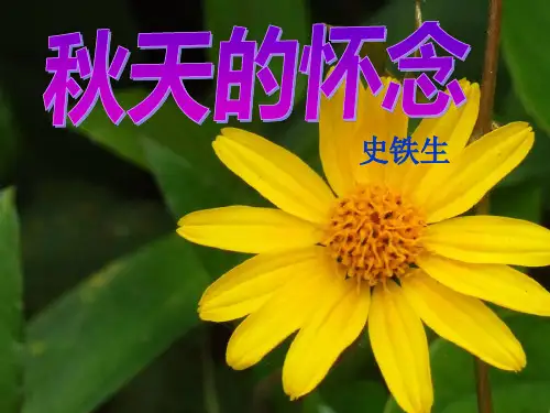 第5课《秋天的怀念》课件(共20张ppt) 部编版语文七年级上册