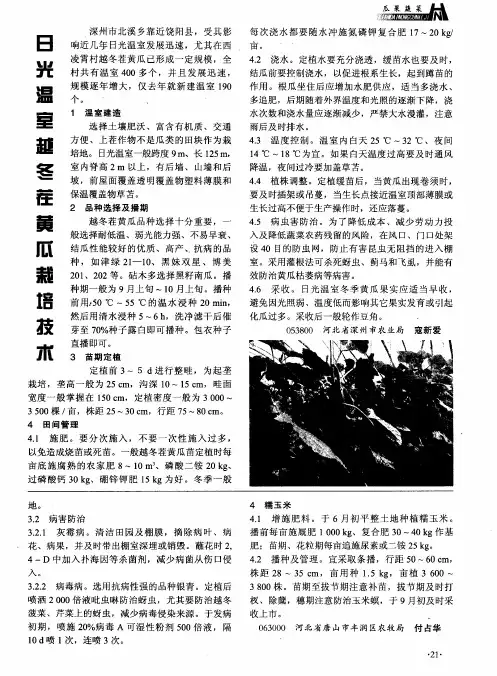日光温室越冬茬黄瓜栽培技术