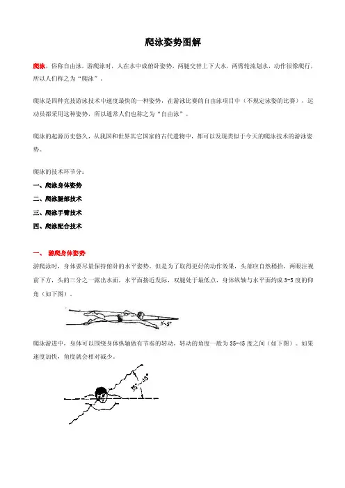 爬泳自由泳姿势图解