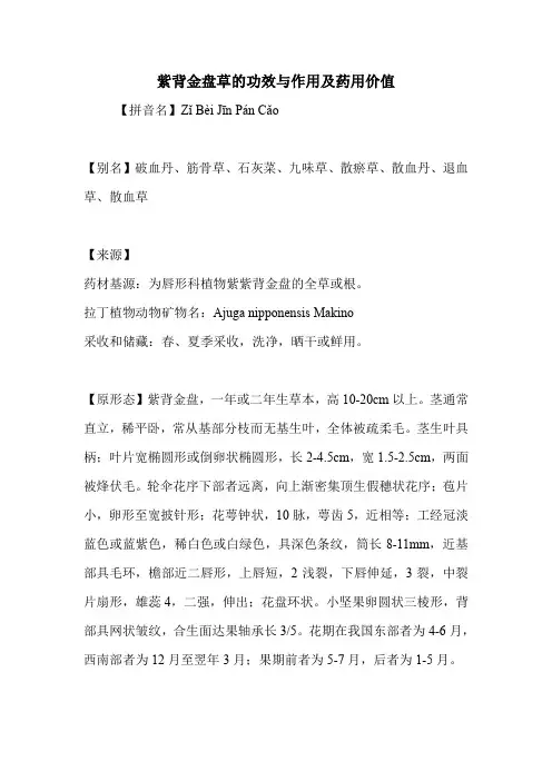 紫背金盘草的功效与作用及药用价值