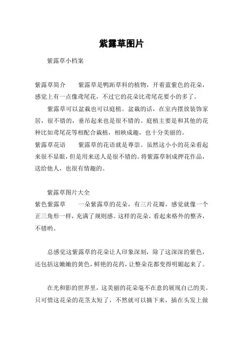 紫露草图片