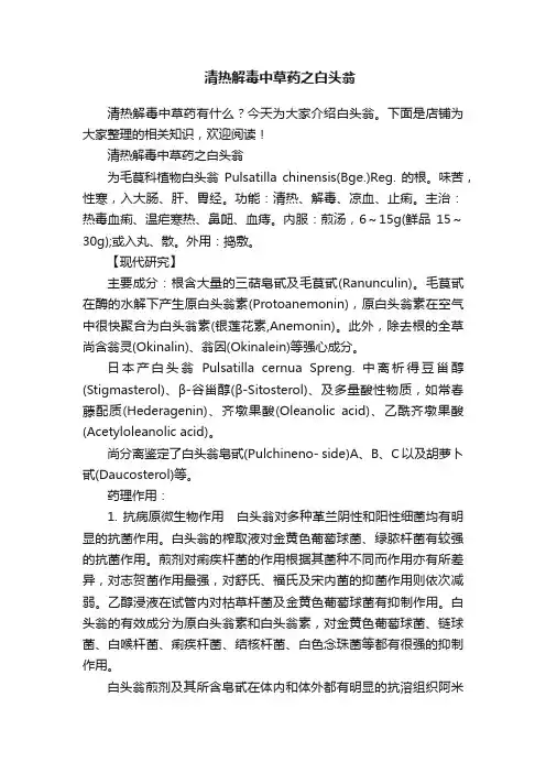清热解毒中草药之白头翁