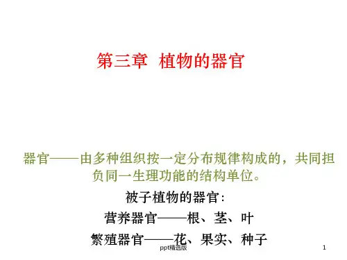 植物的器官(根、茎)ppt课件