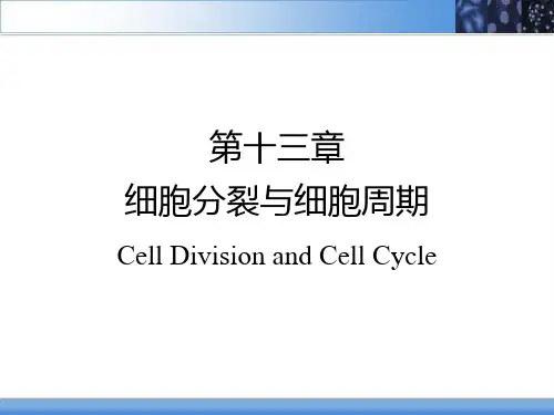 细胞分裂与细胞周期