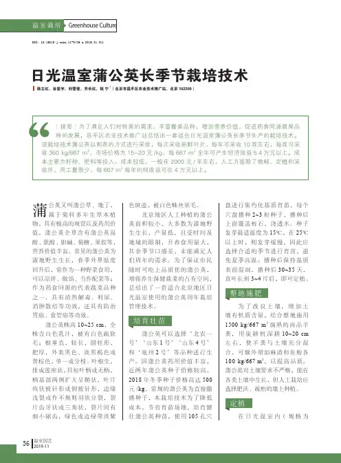 日光温室蒲公英长季节栽培技术