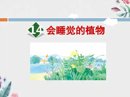《会睡觉的植物》优质教学公开课件