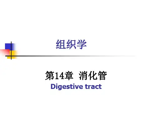 第章 消化管.ppt