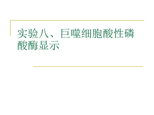 实验八、巨噬细胞酸性磷酸酶显示资料讲解