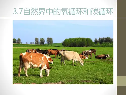 《自然界中的氧循环和碳循环》PPT【精选推荐课件】