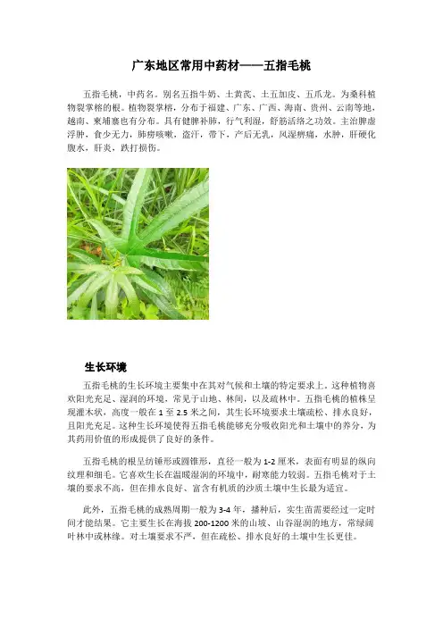 广东地区常用中药材——五指毛桃