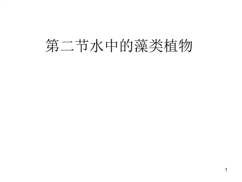 苏科版七年级生物第二节水中的藻类PPT课件