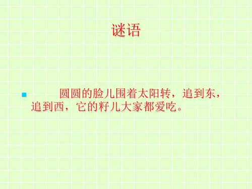 大班美术 向日葵