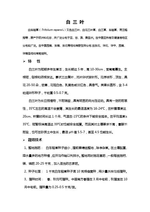 白三叶简介
