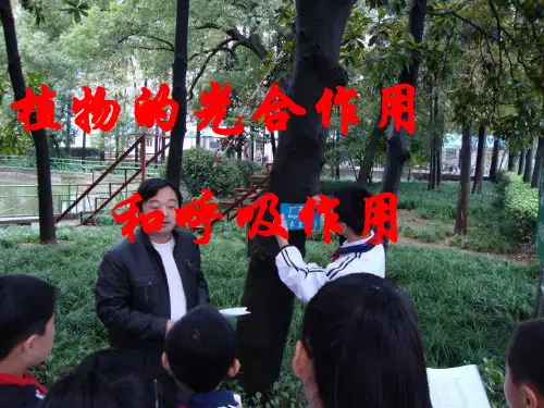 浙教版科学八年级下第2章空气与生命(植物的光合作用和呼吸作用)