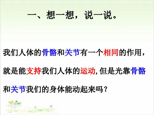 四年级下册科学-肌肉-苏教版(共24张)-PPT课堂课件