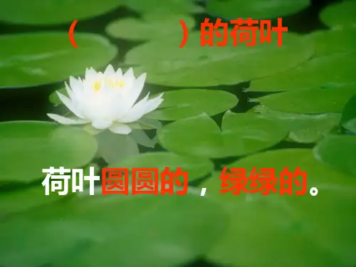 荷叶圆圆1