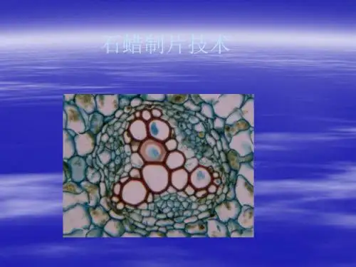 石蜡制片技术