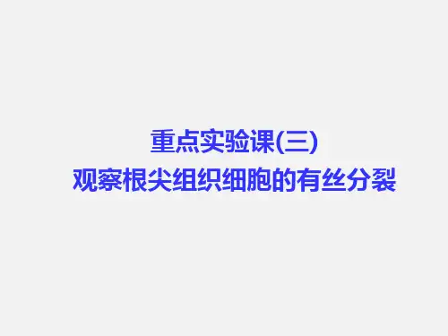 高考生物 一轮复习 细胞的生命历程(含减数分裂与受精作用)重点实验课(三)观察根尖组织细胞的有丝分裂