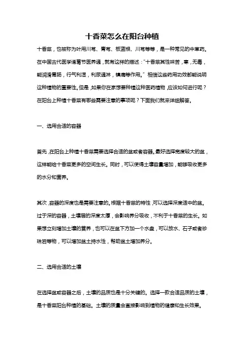 十香菜怎么在阳台种植