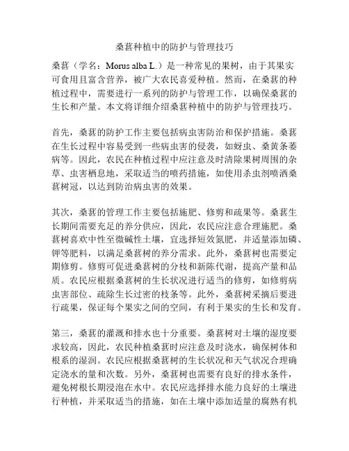桑葚种植中的防护与管理技巧