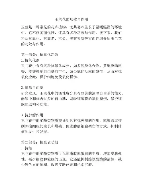 玉兰花的功效与作用