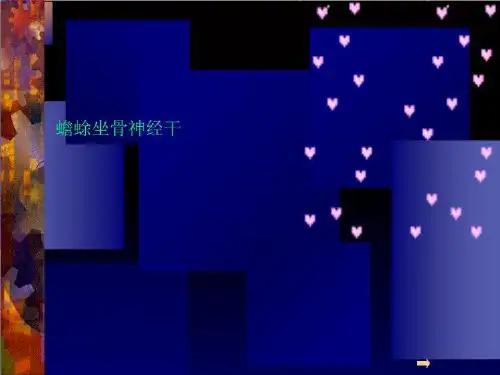 蟾蜍坐骨神经干