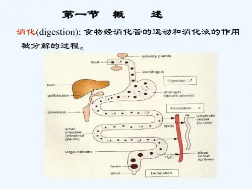 动物生理学__消化与吸收_课件