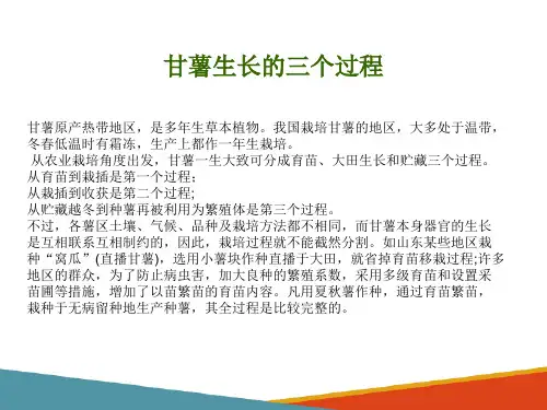 甘薯栽培的生物学基础—甘薯的生长(甘薯生产技术课件)