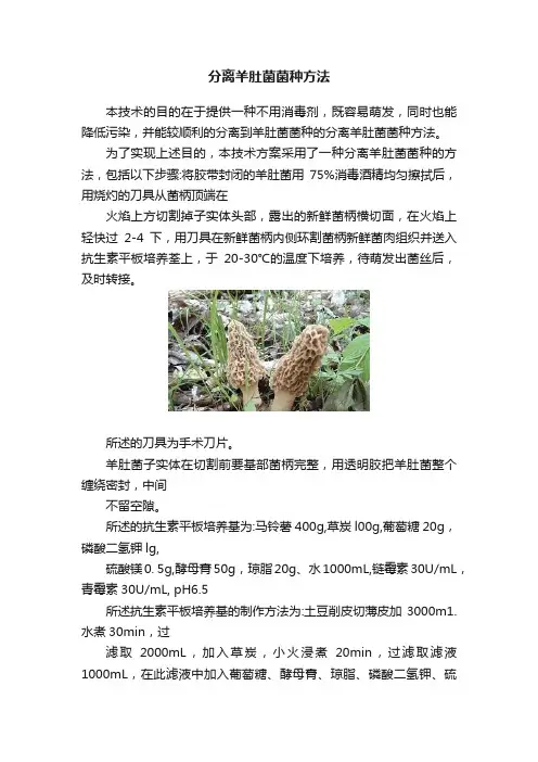 分离羊肚菌菌种方法