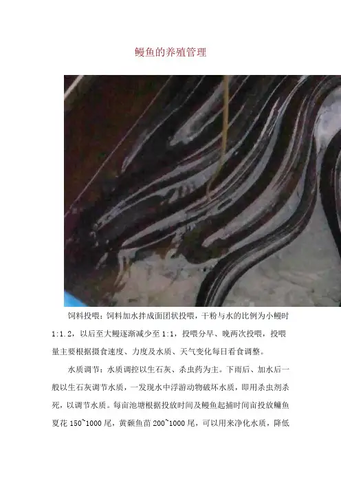 鳗鱼的养殖管理