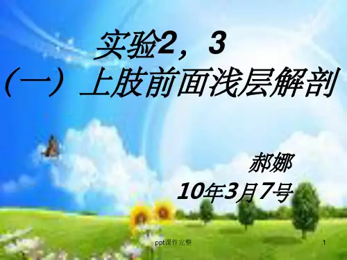 上肢前面浅层解剖PPT课件