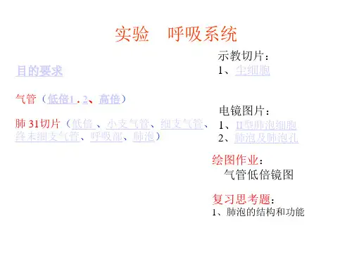 比较人体形态学24.呼吸系统实验