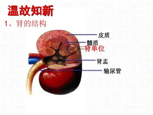 北师大版七年级生物下册：4.11.2尿液的形成与排除(共23张)