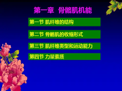 健身训练生理骨骼肌