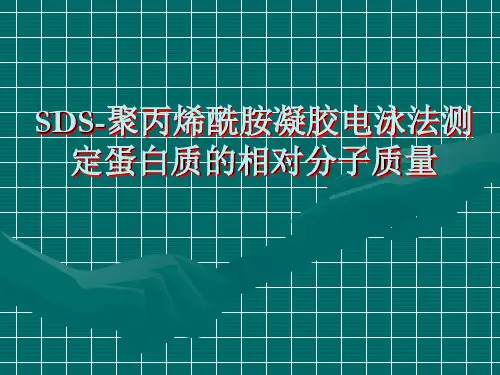 SDS聚丙烯酰胺凝胶电泳法测定蛋白质相对分子质量PPT课件
