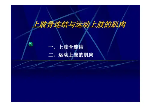 运动解剖学3-2-2上肢骨连结与上肢肌 [兼容模式]