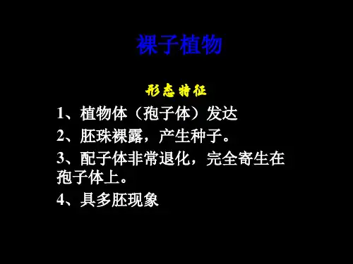 药用植物学裸子植物13